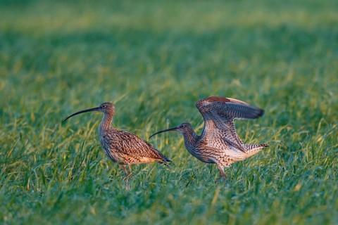 Eurasian Curlew (Numenius arquata) pair displaying, North Rhine-Westpalia, Germany
