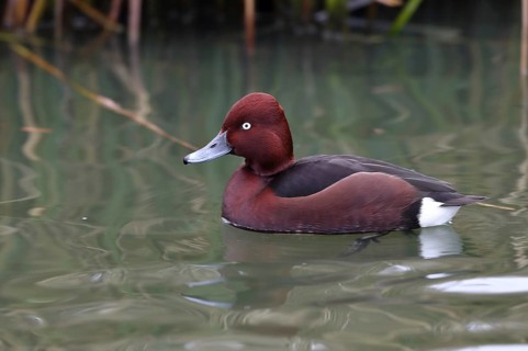 Ferruginous Duck (Aythya nyroca) male, Mecklenburg-Western Pomerania, Germany