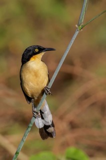Black-capped Donacobius (Donacobius atricapillius) in the Pantanal region of Brazil