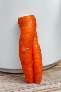 Carrot (Daucus carota subsp. sativus), funny carrot in the shape of trousers, carrot trousers,