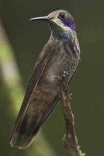Brown Violetear (Colibri delphinae), Costa Rica