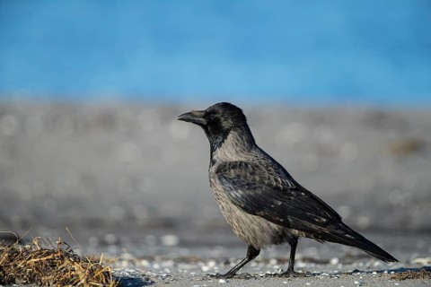 Hooded Crow (Corvus cornix) on beach, Mecklenburg-Western Pomerania, Germany