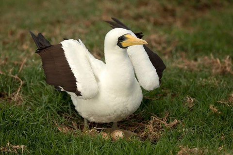 Masked Booby (Sula dactylatra tasmani) perched on the ground, Norfolk Island