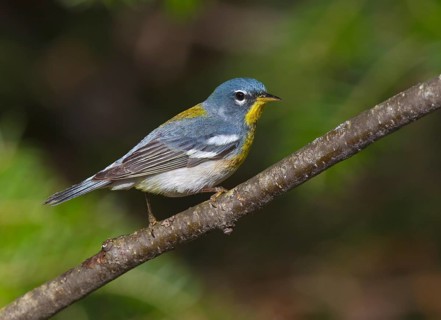 Northern Parula (Setophaga americana) male, Michigan, USA