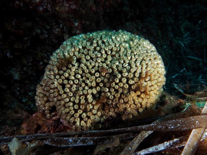 Round, beige grass coral (Cladocora caespitosa) with many small openings, located in a dark