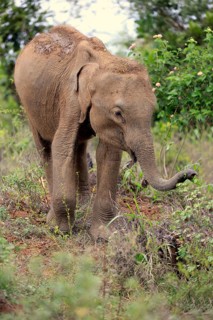 Asian elephant (Elephas maximus maximus), Sri Lanka elephant, young animal looking for food,