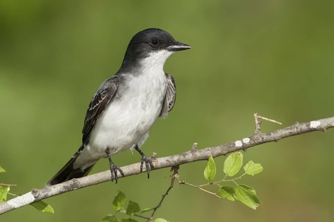 Eastern Kingbird (Tyrannus tyrannus), Texas, USA