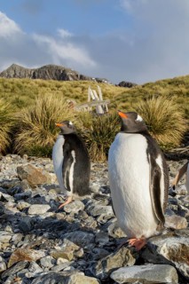 Gentoo Penguin (Pygoscelis papua) perched on a rocky beach on South Georgia Island