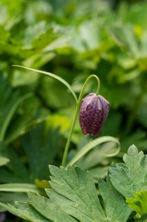 A delicate Fritillaria meleagris flower coddled in vibrant green foliage. Its intricate, patterned