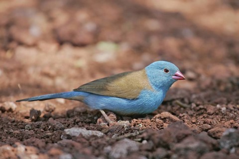 Blue-capped Cordon-bleu (Uraeginthus cyanocephalus) male foraging, Lake Manyara, Tanzania