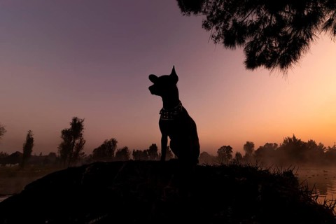 A silhouette of a Xoloitzcuintle dog sits majestically at sunrise against a misty Xochimilco