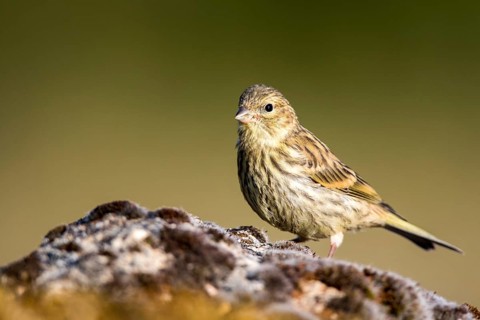 European Serin (Serinus serinus) female, Castile and Leon, Spain