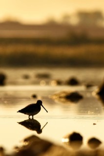 Common Snipe (Gallinago gallinago), feeding on marsh shore, Casile la Mancha, Spain