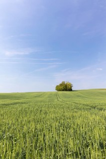 Field of wheat crop with blue sky and a little forest