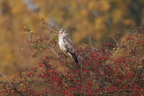 Common Buzzard (Buteo buteo) perched on a bush, North Rhine-Westphalia, Germany