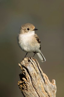 Red-capped Robin (Petroica goodenovii) female, Victoria, Australia