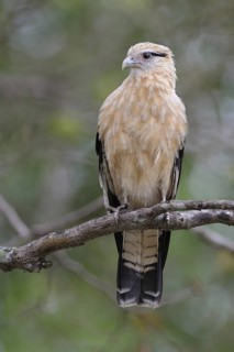 Yellow-headed Caracara (Milvago chimachima), Pantanal, Brazil