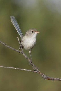 White-winged Fairywren (Malurus leucopterus) female, Queensland, Australia