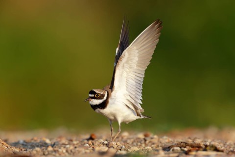 Little Ringed Plover (Charadrius dubius) flapping, Saxony-Anhalt, Germany