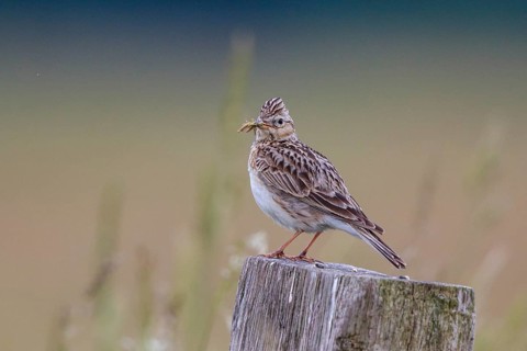 Eurasian Skylark (Alauda arvensis) perched on pale with food in beak, North Rhine-Westphalia,