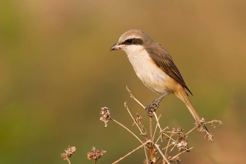 Brown Shrike (Lanius cristatus) male perched on dry branch, Phetchaburi, Thailand