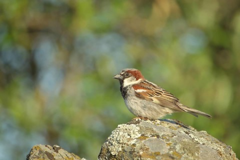 Male house sparrow (Passer domesticus) on stone, rock, Malpartida de Plasencia, Extremadura, Spain