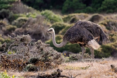 South African ostrich (Struthio camelus australis), adult, female, foraging, alert, Cape of Good