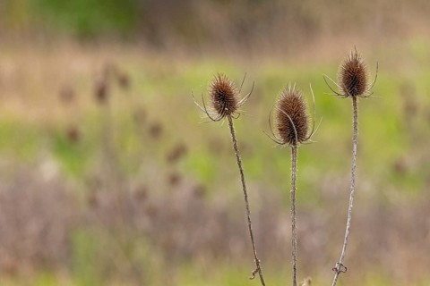 Winter teasels (Dipsacus), riverside area, Stratford-upon-Avon, England, Great Britain