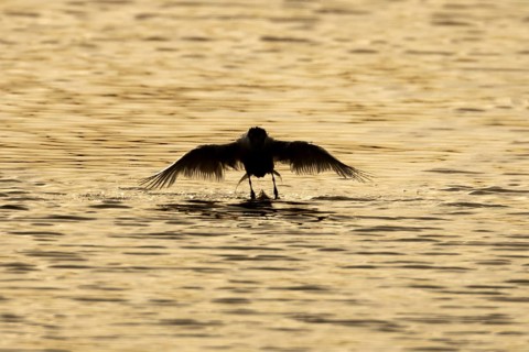 Common tern (Sterna hirundo) adult bird taking off in flight from the water surface of a lake at