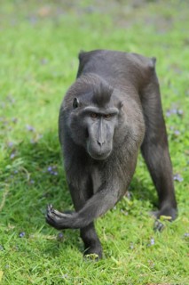 Celebes crested macaque (Macaca nigra), macaques (macaca), macaque, guenon, guenons, captive