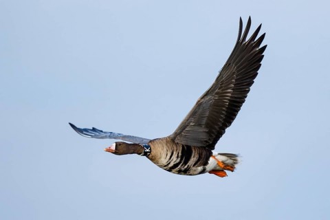 Greater White-fronted Goose (Anser albifrons) flying, North Rhine-Westphalia, Germany