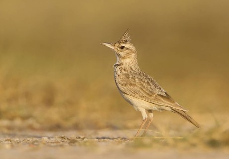 Crested Lark (Galerida cristata), Gujarat, India