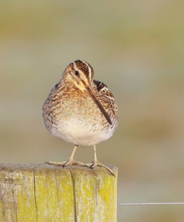 Snipe (Gallinago gallinago), standing on a fence post on a moor, snipe birds, wildlife, nature
