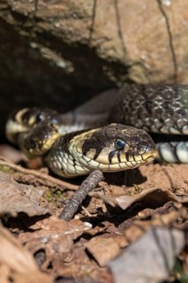 Close-up at a Grass snake (Natrix natrix) on the ground under a rock in the natural habitat a sunny