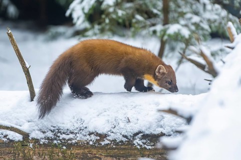 European pine marten (Martes martes) standing in the snow in winter, National Park Bavarian Forest,