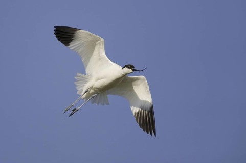 Pied Avocet (Recurvirostra avosetta) flying, Texel, Netherlands