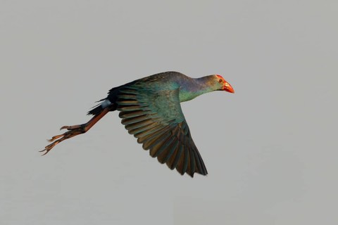 Grey-headed Swamphen (Porphyrio poliocephalus) flying, Bueng Boraphet, Thailand