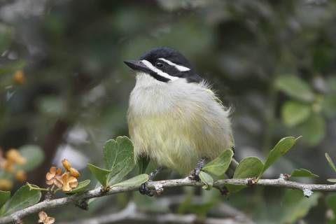 Yellow-rumped Tinkerbird (Pogoniulus bilineatus), Nyeri County, Kenya