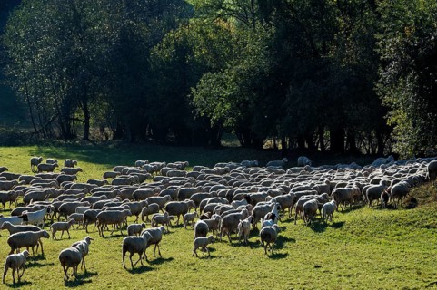 Sheep on a pasture against light, Egloffstein, Upper Franconia, Bavaria, Germany