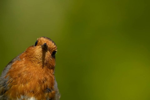 European robin (Erithacus rubecula) adult garden bird head portrait, Suffolk, England, United