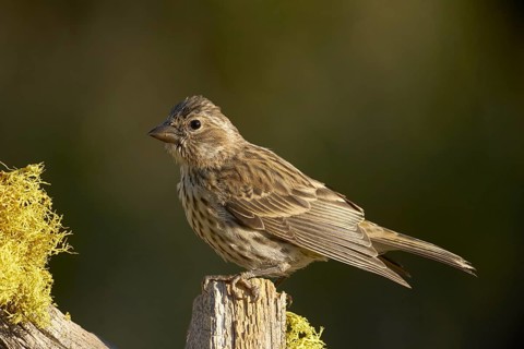 Cassin's Finch