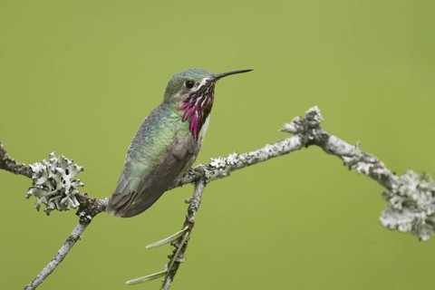 Calliope Hummingbird (Selasphorus calliope), Montana, USA