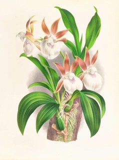 Orchid, Zygopetalum rostratum, authentic reproduction of an illustration by Jean Jules Linden (1817