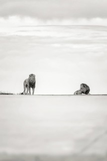 African Lion (Panthera leo) two males in dessert, Sabi Sands, South Africa