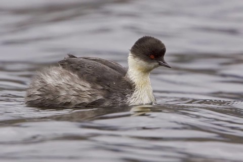 Silvery Grebe (Podiceps occipitalis), Ecuador