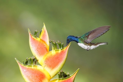 White-necked Jacobin (Florisuga mellivora) male flying and feeding on flower nectar, Costa Rica