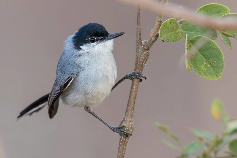 White-lored Gnatcatcher (Polioptila albiloris) perched on a branch in Oaxaca, Mexico