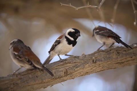 Cape Sparrow (Passer melanurus), Naukluft Cape, Namibia