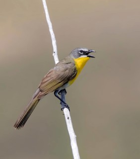 Yellow-breasted Chat, Icteria virens, sings at Saskatchewan Landing provincial Park, Saskatchewan