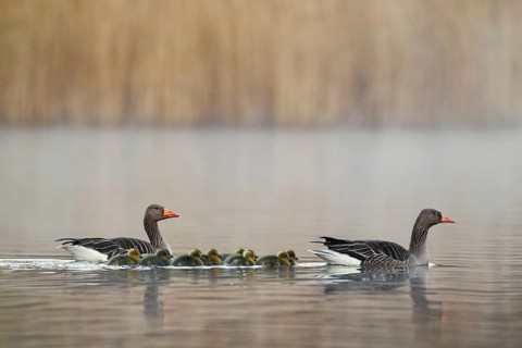 Graugans, lat. Anser anser, zwei Elternvögel führen zehn Kücken über ein Gewässer am frühen Morgen